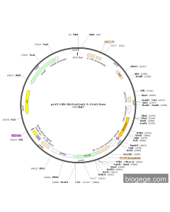pLV3-CMV-Slc31a1(rat)-3×FLAG-Puro