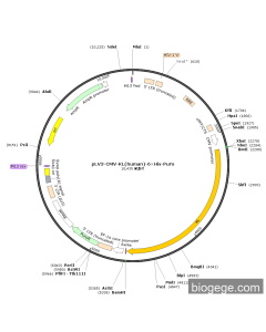 pLV3-CMV-KL(human)-6×His-Puro