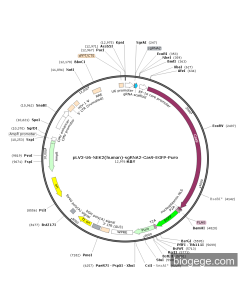 pLV3-U6-NEK2(human)-sgRNA2-Cas9-EGFP-Puro