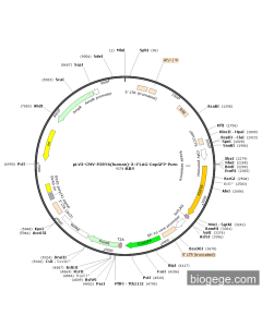 pLV3-CMV-P2RY6(human)-3×FLAG-CopGFP-Puro