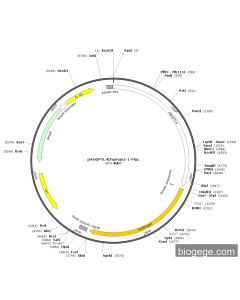 pANGPTL4(human)-1-Fluc