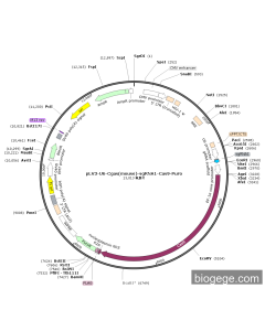 pLV3-U6-Cgas(mouse)-sgRNA1-Cas9-Puro