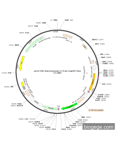 pLV3-CMV-Dram1(mouse)-3×FLAG-CopGFP-Puro