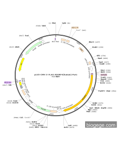 pLV3-CMV-3×FLAG-ADGRF4(human)-Puro