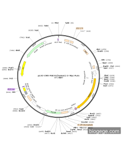 pLV3-CMV-PSEN1(human)-3×Myc-Puro