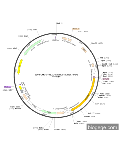 pLV3-CMV-3×FLAG-ADGRG5(human)-Puro