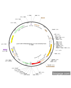 pLV3-CMV-NFKBIA(human)-3×FLAG-mCherry-Puro