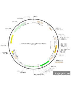 pLV3-CMV-BCL2L1(human-EF1a-CopGFP-Neo