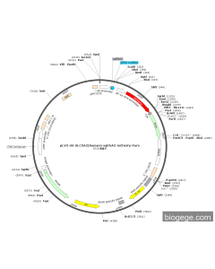 pLV3-U6-SLC3A2(human)-sgRNA2-mCherry-Puro