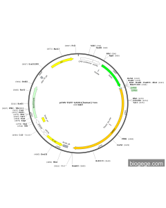pCMV-EGFP-GARS1(human)-Neo