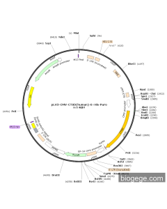 pLV3-CMV-CTSD(human)-6×His-Puro