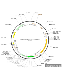 pLV3-CMV-Fh1(mouse)-CopGFP-Puro