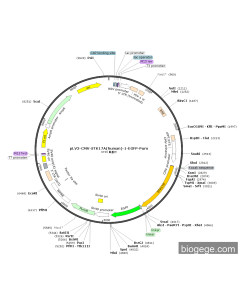 pLV3-CMV-STK17A(human)-1-EGFP-Puro