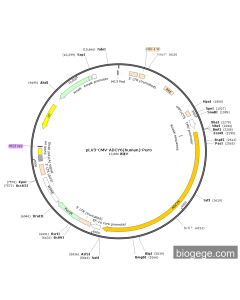 pLV3-CMV-ADCY6(human)-Puro