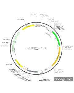 pAAV-CMV-EGFP-Nmnat2(rat)