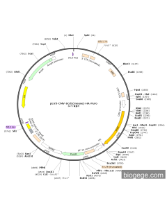 pLV3-CMV-Scd1(mouse)-HA-Puro