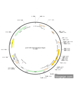 pLV3-CMV-ADAT3(human)-Hygro
