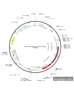 pLV3-CMV-Lamp1-RFP-EF1a-Puro