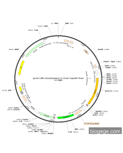 pLV3-CMV-GLUL(human)-3×FLAG-CopGFP-Puro