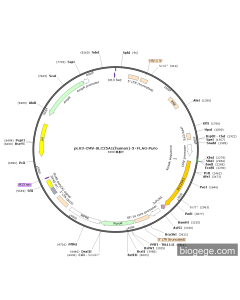 pLV3-CMV-SLC25A1(human)-3×FLAG-Puro