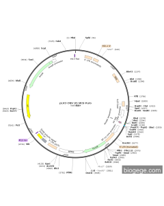 pLV3-CMV-V5-MCS-Puro