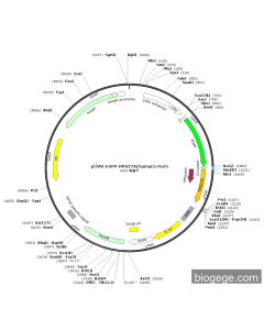 pCMV-EGFP-RPS27A(human)-Puro