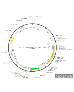 pLV3-CMV-Hnf4a(mouse)-EF1a-CopGFP-Puro