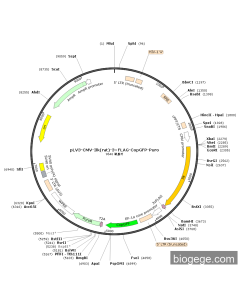 pLV3-CMV-Ilk(rat)-3×FLAG-CopGFP-Puro