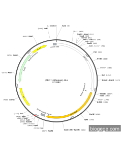 pMETTL3(human)-Fluc