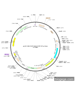 pLV3-CMV-ECFP-MCS-EYFP-EF1a-Puro
