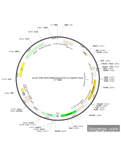 pLV3-CMV-PPP1R3B(human)-EF1a-CopGFP-Puro