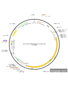 pLV3-CMV-CEMIP(human)-3×FLAG-Puro