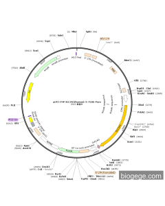 pLV3-CMV-SLC2A1(human)-3×FLAG-Puro