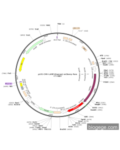 pLV3-CMV-LAMP1(human)-mCherry-Puro