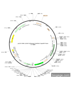 pLV3-CMV-LUCAT1(human)-lncRNA-CopGFP-Puro
