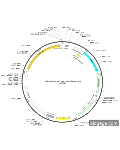 pCdkn2a(mouse)-Fluc-SV40-hRluc-Neo