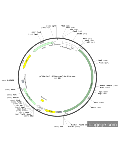 pCMV-Gm51500(mouse)-lncRNA-Neo