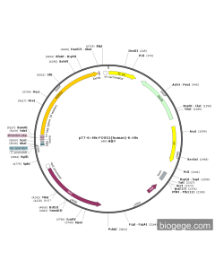 pT7-6×His-FOXG1(human)-6×His
