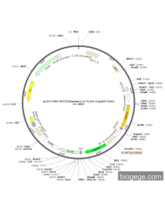 pLV3-CMV-SPC25(human)-3×FLAG-CopGFP-Puro