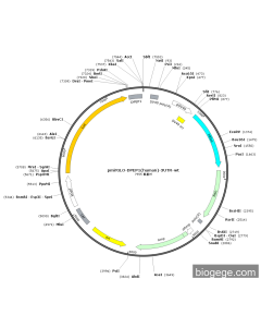 pmirGLO-DPEP1(human)-3UTR-wt