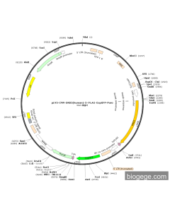 pLV3-CMV-DRD2(human)-3×FLAG-CopGFP-Puro