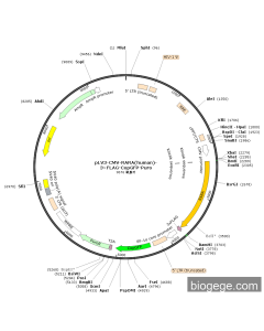 pLV3-CMV-RARA(human)-3×FLAG-CopGFP-Puro