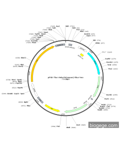 pPGK-Fluc-Anks1b(mouse)-Rluc-Neo