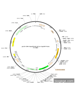 pLV3-CMV-Gap43(rat)-EF1a-CopGFP-Puro