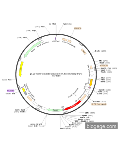 pLV3-CMV-CXCL8(human)-3×FLAG-mCherry-Puro