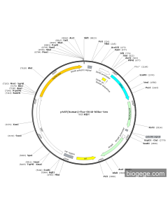 pNSF(human)-Fluc-SV40-hRluc-Neo