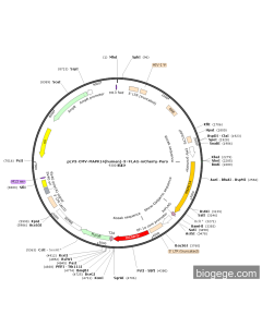 pLV3-CMV-MAPK14(human)-3×FLAG-mCherry-Puro