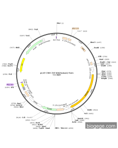 pLV3-CMV-ZNF460(human)-Puro