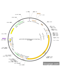 pLV3-CMV-EIF2AK3(human)-3×FLAG-Puro