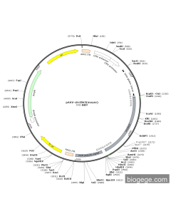 pAAV-circGlis3(mouse)